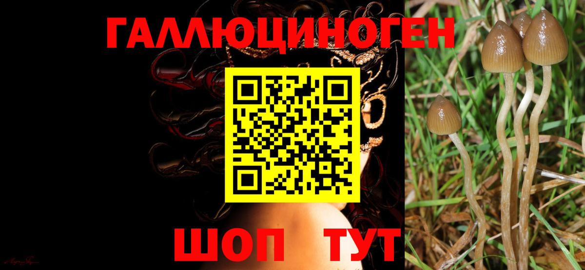 Псилоцибиновые грибы Cubensis Искитим